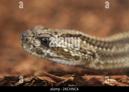 Crotale néo-tropicale (Crotalus durches) en Ontario, Canada. (Photo de Creative Touch Imaging Ltd./NurPhoto) Banque D'Images