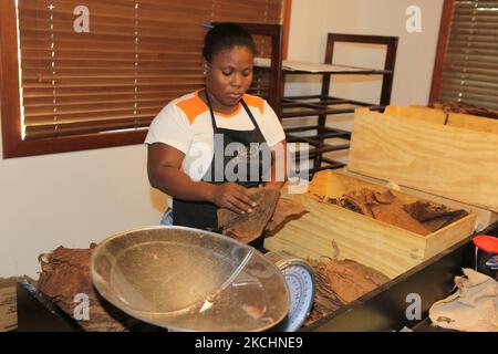 L'ouvrier pèse les feuilles de tabac séchées avant d'être roulé dans des cigares à l'usine de cigares LaFlor Dominicana de la Romana, République dominicaine, on 19 décembre 2012. (Photo de Creative Touch Imaging Ltd./NurPhoto) Banque D'Images