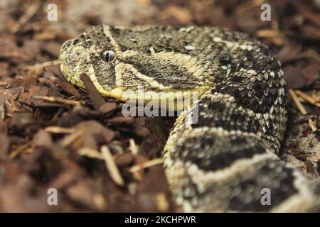 Serpent à tête de puff Adder (Bitis arietans) exposé en Ontario, Canada. L'additionneur Puff est une espèce de vipère venimeux que l'on trouve dans la savane et les prairies du Maroc et de l'Arabie occidentale dans toute l'Afrique, à l'exception des régions du Sahara et de la forêt tropicale. Il est responsable du plus grand nombre de morts en Afrique. (Photo de Creative Touch Imaging Ltd./NurPhoto) Banque D'Images