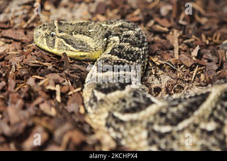 Serpent à tête de puff Adder (Bitis arietans) exposé en Ontario, Canada. L'additionneur Puff est une espèce de vipère venimeux que l'on trouve dans la savane et les prairies du Maroc et de l'Arabie occidentale dans toute l'Afrique, à l'exception des régions du Sahara et de la forêt tropicale. Il est responsable du plus grand nombre de morts en Afrique. (Photo de Creative Touch Imaging Ltd./NurPhoto) Banque D'Images