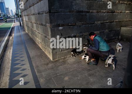 Un homme nourrit les chats sur la rue principale lors de l'imposition des restrictions COVID-19 à Jakarta le 27 juillet 2021. Le gouverneur de Djakarta, Anies Baswedan, a déclaré mardi que la restriction de l'activité publique imposée au cours des dernières semaines a donné des résultats positifs. A partir de lundi, 26 juillet, Anies Bassoran a annoncé que les cas actifs dans la capitale avaient été réduits à 64 000. Sur 16 juillet, la ville a enregistré 113 000 cas actifs au pic de la crise de l'oxygène. Environ 29 000 Jakartans jusqu'à présent, 27 juillet, sont encore sous auto-isolement du coronavirus, 8 600 sont traités dans les hôpitaux, 1 400 sont sous dix Banque D'Images