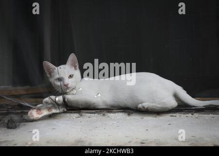 Un chat blanc aux yeux impairs est vu sur une bordure de fenêtre sur 27 juillet 2021 à Budapest, Hongrie. (Photo par STR/NurPhoto) Banque D'Images