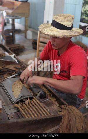 Le travailleur est assis sur un banc de travail pendant qu'il fait rouler des cigares à la main en utilisant des feuilles de tabac en vrac dans une usine de cigares de la République dominicaine, sur 22 décembre 2010. (Photo de Creative Touch Imaging Ltd./NurPhoto) Banque D'Images