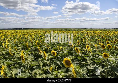 Champ de tournesol dans la région de Vinnytsia, Ukraine. Juillet 2021 (photo de Maxym Marusenko/NurPhoto) Banque D'Images