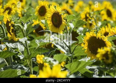 Champ de tournesol dans la région de Vinnytsia, Ukraine. Juillet 2021 (photo de Maxym Marusenko/NurPhoto) Banque D'Images