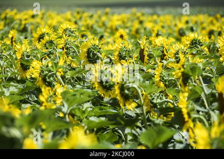 Champ de tournesol dans la région de Vinnytsia, Ukraine. Juillet 2021 (photo de Maxym Marusenko/NurPhoto) Banque D'Images