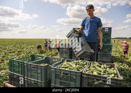 Récolte de concombres sur un terrain agricole dans la région de Vinnytsia, en Ukraine. Juillet 2021 (photo de Maxym Marusenko/NurPhoto) Banque D'Images