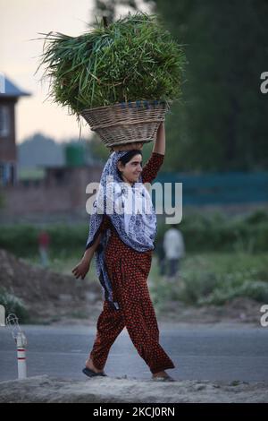 La femme musulmane de Kashmiri porte un grand panier rempli d'herbe sur sa tête au Cachemire, en Inde. L'herbe sera utilisée pour le fourrage des animaux. (Photo de Creative Touch Imaging Ltd./NurPhoto) Banque D'Images