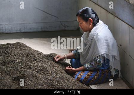 L'ouvrier trie les feuilles de thé séchées et rôties à l'usine de thé de Putabong (Tukvar) à Darjeeling, en Inde, au 31 mai 2010. Planté en 1852, c'est le premier domaine de thé de l'histoire de Darjeeling Tea Plantation. Le domaine de thé s'étend d'une altitude de 1500 pieds à 6500 pieds au-dessus de MSL. Le jardin de thé est l'un des plus grands domaines de Darjeeling comprenant cinq divisions situées à une étendue d'environ 20 km. De la ville de Darjeeling à la frontière de l'État de Sikkim. (Photo de Creative Touch Imaging Ltd./NurPhoto) Banque D'Images