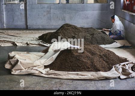 L'ouvrier trie les feuilles de thé séchées et rôties à l'usine de thé de Putabong (Tukvar) à Darjeeling, en Inde, au 31 mai 2010. Planté en 1852, c'est le premier domaine de thé de l'histoire de Darjeeling Tea Plantation. Le domaine de thé s'étend d'une altitude de 1500 pieds à 6500 pieds au-dessus de MSL. Le jardin de thé est l'un des plus grands domaines de Darjeeling comprenant cinq divisions situées à une étendue d'environ 20 km. De la ville de Darjeeling à la frontière de l'État de Sikkim. (Photo de Creative Touch Imaging Ltd./NurPhoto) Banque D'Images