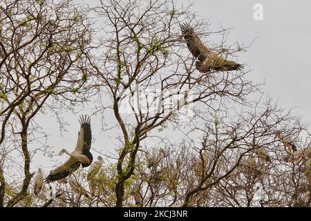 Troupeau de Storks peints (Mycteria leucocephala) prendre le vol d'un grand arbre à Ballarpur, Maharashtra, Inde, sur 18 juin 2010. Le Stork peint est un grand oiseau de passage à gué dans la famille des cigognes et se trouve dans les zones humides des plaines de l'Asie tropicale au sud de l'Himalaya, en Asie du Sud et s'étendant jusqu'en Asie du Sud-est. (Photo de Creative Touch Imaging Ltd./NurPhoto) Banque D'Images