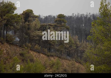 Feu de forêt à Kehries, Grèce, sur l'île d'Evia, sur 5 août 2021. -Au moins 150 maisons ont été détruites par un incendie qui faisait rage et qui entourait un monastère et une douzaine de villages sur l'île grecque d'Evia. (Photo de Nicolas Economou/NurPhoto) Banque D'Images