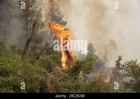 Feu de forêt à Kehries, Grèce, sur l'île d'Evia, sur 5 août 2021. -Au moins 150 maisons ont été détruites par un incendie qui faisait rage et qui entourait un monastère et une douzaine de villages sur l'île grecque d'Evia. (Photo de Nicolas Economou/NurPhoto) Banque D'Images