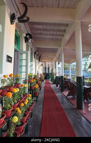 Des plantes Marigold sur des étagères et des crânes d'animaux ornent les murs à l'extérieur du salon des membres du club des planteurs de Darjeeling à Darjeeling, Bengale occidental, Inde, sur 17 novembre 2012. Le Darjeeling Planters' Club est le club et le siège de l'association Darjeeling Planters, située dans la ville de Darjeeling, dans l'État indien du Bengale occidental. Ce bâtiment colonial historique remonte à plus de 150 ans et était autrefois un lieu de rassemblement pour les tout premiers planteurs de thé britanniques dans la région qui a établi un club pour hommes en 1868. Dans le bâtiment vieillissant, peu de choses ont changé. Le lobby dans le fr Banque D'Images