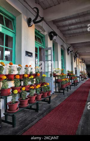 Des plantes Marigold sur des étagères et des crânes d'animaux ornent les murs à l'extérieur du salon des membres du club des planteurs de Darjeeling à Darjeeling, Bengale occidental, Inde, sur 17 novembre 2012. Le Darjeeling Planters' Club est le club et le siège de l'association Darjeeling Planters, située dans la ville de Darjeeling, dans l'État indien du Bengale occidental. Ce bâtiment colonial historique remonte à plus de 150 ans et était autrefois un lieu de rassemblement pour les tout premiers planteurs de thé britanniques dans la région qui a établi un club pour hommes en 1868. Dans le bâtiment vieillissant, peu de choses ont changé. Le lobby dans le fr Banque D'Images