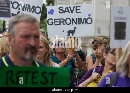 LONDRES, ROYAUME-UNI - 09 AOÛT 2021 : des manifestants pour les droits des animaux manifestent devant Downing Street contre l'ordre d'euthanasier Geronimo l'alpaga qui a été testé positif pour la tuberculose bovine deux fois sur 09 août 2021 à Londres, en Angleterre. Les militants appellent le Premier ministre Boris Johnson à intervenir et le secrétaire à l'Environnement George Ecute à mettre fin à l'assassinat de Geronimo, à mettre en œuvre les derniers tests de dépistage de la tuberculose bovine pour les cas suspects ainsi qu'à mettre fin aux coupables de badigeonner en faveur de la vaccination. (Photo de Wiktor Szymanowicz/NurPhoto) Banque D'Images