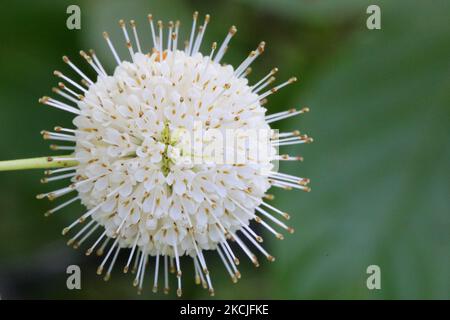 Buttonbush commun (Cephalanthus occidentalis) en pleine croissance à Toronto, Ontario, Canada. (Photo de Creative Touch Imaging Ltd./NurPhoto) Banque D'Images