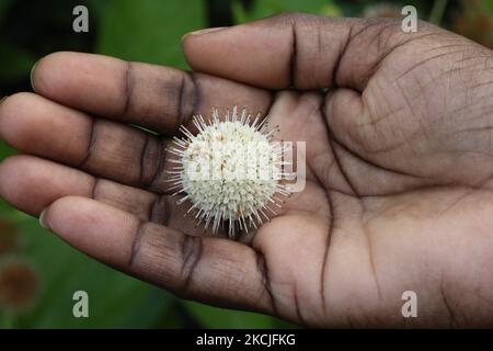 Femme tenant une fleur de buttonbush commune (Cephalanthus occidentalis) à Toronto, Ontario, Canada. (Photo de Creative Touch Imaging Ltd./NurPhoto) Banque D'Images