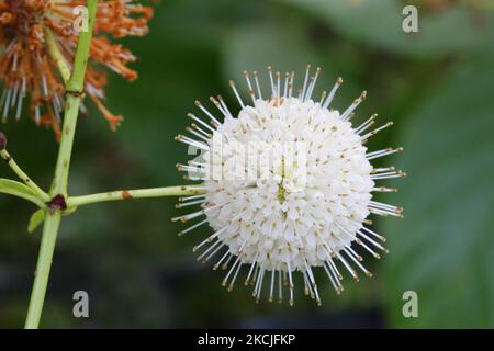 Buttonbush commun (Cephalanthus occidentalis) en pleine croissance à Toronto, Ontario, Canada. (Photo de Creative Touch Imaging Ltd./NurPhoto) Banque D'Images