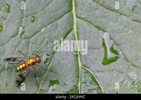 Mouche à long pattes (Dolichopodidae) sur une feuille à Toronto, Ontario, Canada, sur 12 août 2021. (Photo de Creative Touch Imaging Ltd./NurPhoto) Banque D'Images