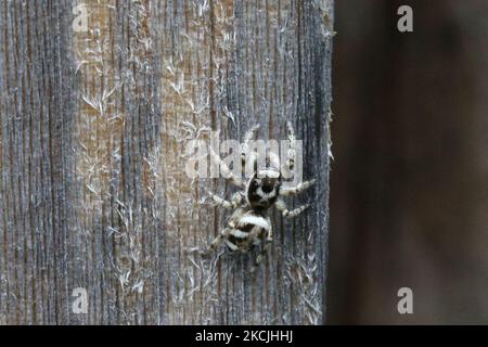 Araignée sauteuse de zèbre (Salticus scenicus) à Toronto, Ontario, Canada, on 11 août 2021. (Photo de Creative Touch Imaging Ltd./NurPhoto) Banque D'Images