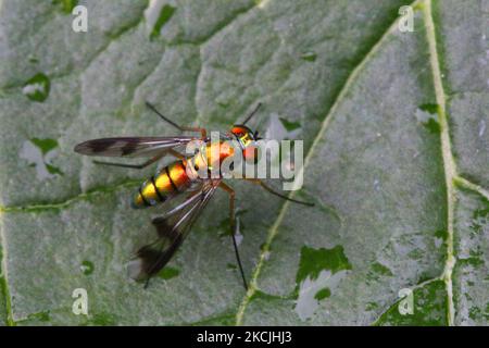 Mouche à long pattes (Dolichopodidae) sur une feuille à Toronto, Ontario, Canada, sur 12 août 2021. (Photo de Creative Touch Imaging Ltd./NurPhoto) Banque D'Images