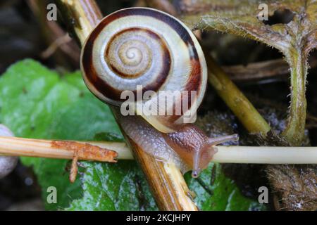 Escargot de jardin à bandes (Cepaea nemoralis) à Toronto (Ontario), Canada, on 12 août 2021. (Photo de Creative Touch Imaging Ltd./NurPhoto) Banque D'Images