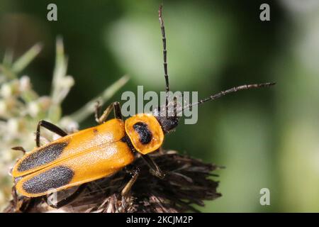 Le Soldat d'or Beetle (Chauliognathus pennsylvanicus) à Toronto (Ontario), Canada, on 14 août 2021. Ces insectes bénéfiques s'attaquent aux pucerons, aux chenilles, aux œufs de sauterelle et à d'autres ravageurs du jardin. (Photo de Creative Touch Imaging Ltd./NurPhoto) Banque D'Images