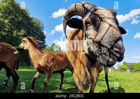 Des moutons camerounais sont vus sur la prairie à Chocznia, en Pologne, sur 10 août 2021. (Photo de Beata Zawrzel/NurPhoto) Banque D'Images