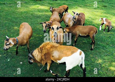 Un troupeau de moutons camerounais est vu sur le pré à Chocznia, en Pologne, sur 10 août 2021. (Photo de Beata Zawrzel/NurPhoto) Banque D'Images