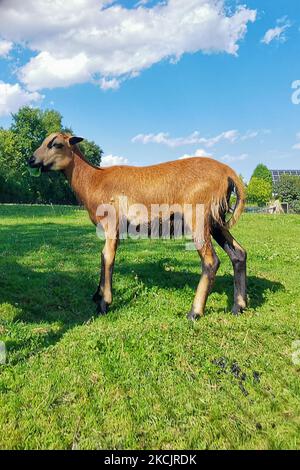 Un mouton camerounais est vu sur la prairie à Chocznia, en Pologne, sur 10 août 2021. (Photo de Beata Zawrzel/NurPhoto) Banque D'Images