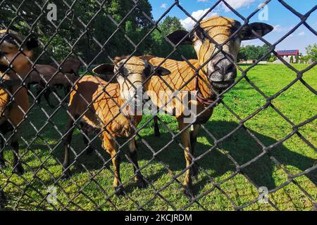 Des moutons camerounais sont vus sur la prairie à Chocznia, en Pologne, sur 10 août 2021. (Photo de Beata Zawrzel/NurPhoto) Banque D'Images