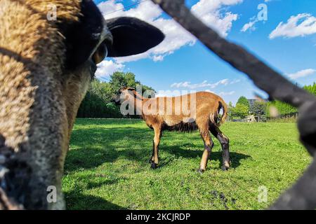 Des moutons camerounais sont vus sur la prairie à Chocznia, en Pologne, sur 10 août 2021. (Photo de Beata Zawrzel/NurPhoto) Banque D'Images