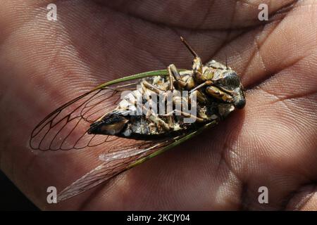 Elle tient une cicada de jour de chien (Tibichen canicularis) à Toronto, Ontario, Canada, on 18 août 2021. (Photo de Creative Touch Imaging Ltd./NurPhoto) Banque D'Images