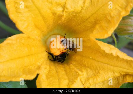 Abeilles sauvages et bourdons pollinisant une fleur de courge à Toronto (Ontario), Canada, on 20 août 2021. (Photo de Creative Touch Imaging Ltd./NurPhoto) Banque D'Images