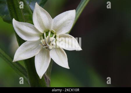 Fleur blanche sur une plante de poivre (capsicum) à Toronto, Ontario, Canada, on 20 août 2021. (Photo de Creative Touch Imaging Ltd./NurPhoto) Banque D'Images