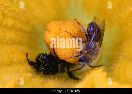 Abeilles sauvages et bourdons pollinisant une fleur de courge à Toronto (Ontario), Canada, on 20 août 2021. (Photo de Creative Touch Imaging Ltd./NurPhoto) Banque D'Images