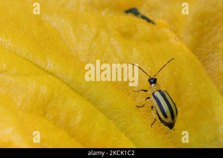 Coléoptère de concombre rayé (Acalymma vittatum) sur une fleur de courge d'corne à Toronto, Ontario, Canada, on 20 août 2021. (Photo de Creative Touch Imaging Ltd./NurPhoto) Banque D'Images