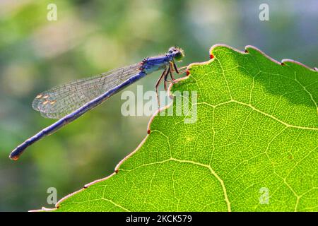 Mouche à damselfée (Nehalennia) sur une feuille à Toronto, Ontario, Canada, on 20 août 2021. (Photo de Creative Touch Imaging Ltd./NurPhoto) Banque D'Images