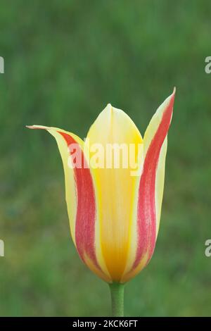 Tulipa kaufmanniana 'stresa' Banque D'Images