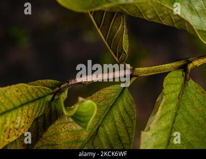 La chenille de croton (Achaea janata) est un papillon érébide, dont les chenilles sont appelées « demi-boucles » en raison de leur mode de locomotion. On le trouve dans les tropiques et sous-tropiques indo-australiens, s'étendant vers le sud jusqu'en Nouvelle-Zélande et vers l'est à travers les archipels du Pacifique jusqu'à l'île de Pâques. C'est un ravageur majeur de ricin dans le monde entier. Une chenille de croton imite une branche d'arbre de goyave pour l'autodéfense à Tehatta, Bengale-Occidental ; Inde le 26/08/2021. (Photo de Soumyabrata Roy/NurPhoto) Banque D'Images