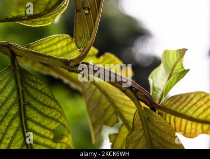 La chenille de croton (Achaea janata) est un papillon érébide, dont les chenilles sont appelées « demi-boucles » en raison de leur mode de locomotion. On le trouve dans les tropiques et sous-tropiques indo-australiens, s'étendant vers le sud jusqu'en Nouvelle-Zélande et vers l'est à travers les archipels du Pacifique jusqu'à l'île de Pâques. C'est un ravageur majeur de ricin dans le monde entier. Une chenille de croton imite une branche d'arbre de goyave pour l'autodéfense à Tehatta, Bengale-Occidental ; Inde le 26/08/2021. (Photo de Soumyabrata Roy/NurPhoto) Banque D'Images