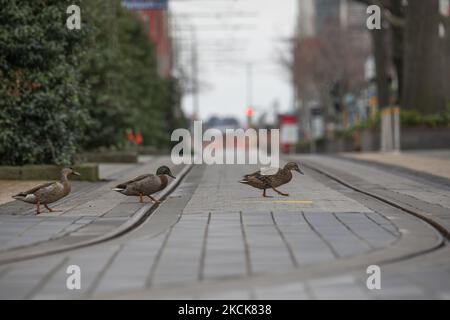 Les canards traversent une ligne de tramway à Christchurch, en Nouvelle-Zélande, sur 27 août 2021. Le Premier ministre néo-zélandais Jacinda Ardern a confirmé qu'Auckland restera en état d'alerte au niveau 4 jusqu'au 31st août 2021 alors que le pays se bat avec la dernière épidémie de COVID-19. À partir du 1st septembre, le sud d'Auckland passera au niveau d'alerte 3 tandis que le nord d'Auckland restera au niveau d'alerte 4 pendant au moins 2 semaines. Le nombre total de cas dans l'épidémie de Delta est maintenant de 347. (Photo de Sanka Vidanagama/NurPhoto) Banque D'Images