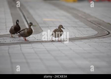 Les canards traversent une ligne de tramway à Christchurch, en Nouvelle-Zélande, sur 27 août 2021. Le Premier ministre néo-zélandais Jacinda Ardern a confirmé qu'Auckland restera en état d'alerte au niveau 4 jusqu'au 31st août 2021 alors que le pays se bat avec la dernière épidémie de COVID-19. À partir du 1st septembre, le sud d'Auckland passera au niveau d'alerte 3 tandis que le nord d'Auckland restera au niveau d'alerte 4 pendant au moins 2 semaines. Le nombre total de cas dans l'épidémie de Delta est maintenant de 347. (Photo de Sanka Vidanagama/NurPhoto) Banque D'Images