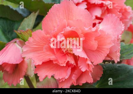 Begonia 'sba', Begonia tuberhybrida Banque D'Images