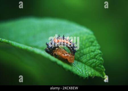 Les larves de coccinelles muent sur une feuille au stade moyen de la larve à Ottawa, Ontario, Canada, on 08 septembre 2008. (Photo de Creative Touch Imaging Ltd./NurPhoto) Banque D'Images