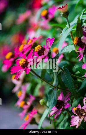 Grand Or et Bourgogne Coreopsis Tinctoria fleurs sauvages dans le jardin automnal Banque D'Images