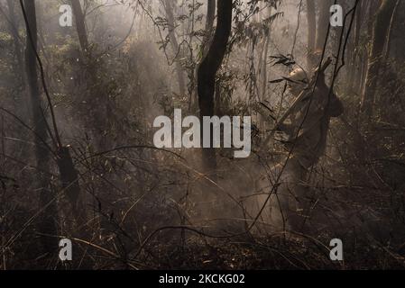 Sao Paulo, Brésil, 25 août 2021 - plus de 72 heures après l'incendie qui a brûlé la moitié de la zone du parc national de Juquery, dans le Grand São Paulo, les pompiers luttent encore pour contrôler les foyers de feu dispersés qui pourraient se propager et détruire de grandes zones une fois de plus. Le dernier refuge de la végétation de Cerrado dans l'État de São Paulo, la Juquery a souffert de l'un des plus grands incendies de son histoire, soi-disant commencé par un accident de ballon au milieu de la plus longue sécheresse en 111 ans dans le centre-sud du Brésil (photo de Gustavo Basso/NurPhoto) Banque D'Images