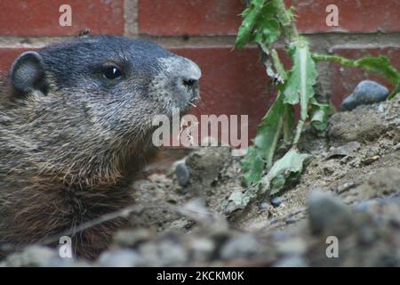 Le marmotte (Marmota monax) recherche de la nourriture à Toronto, Ontario, Canada, on 02 juin 2008. (Photo de Creative Touch Imaging Ltd./NurPhoto) Banque D'Images