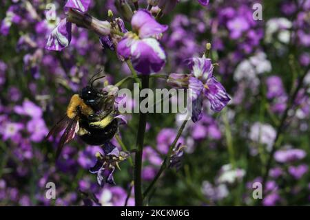 Bumble a pollinisation d'une fleur sauvage pourpre à Toronto, Ontario, Canada, on 15 juin 2009. (Photo de Creative Touch Imaging Ltd./NurPhoto) Banque D'Images